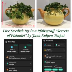 Live Swedish Ivy in a Pfaltzgraff “Secrets of Pistoulet” by Jana Kolpen Teapot 