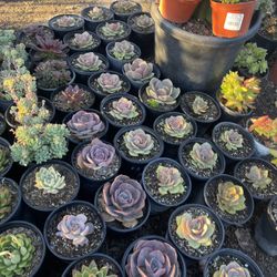 Succulents 