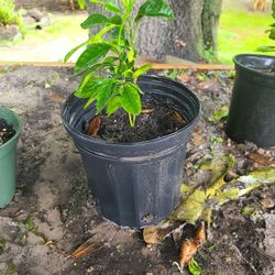 One Gallon Sour Orange Plant