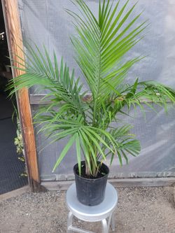 Majesty Palm Plant 3.5' - 4.5' Tall 10" Nursery Pot