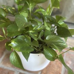 Live Golden Pothos 
