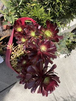 Big Basket Of Wine Color Aeonium 