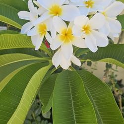 Planta Hawaiiana