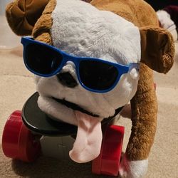 Buddy, Skateboard Dog