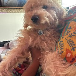 Mini Goldendoodle (Maximillion)