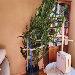 Candelabra (Euphorbia Ammak)