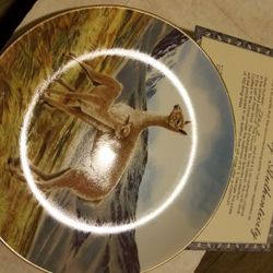 Limited edition collectors plate. The Vicuna
