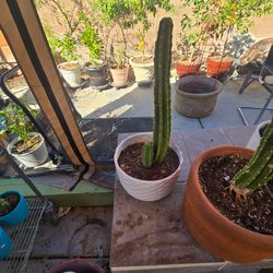 Totem pole cactus