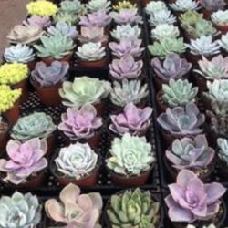 Succulent Plants