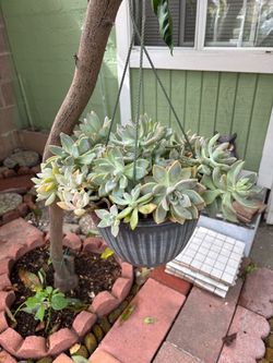 Succulent Hanging Basket Planter