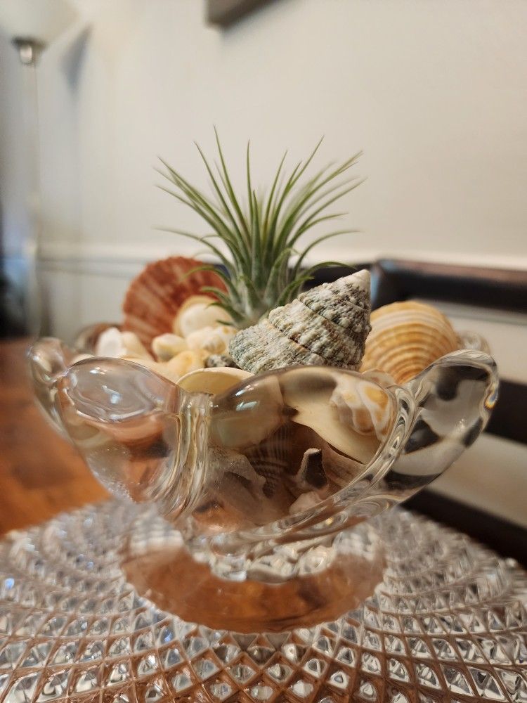 Air Plant