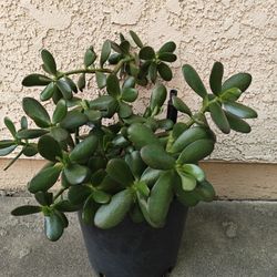 Jade Plant