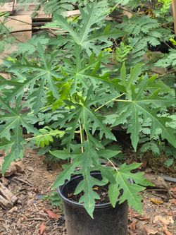 Planta de papaya