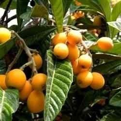 25  Loquat Japanese Plum Seeds $5 -Ship $3.50 -Fruit Can Be Made Into Chardonnay, Jams, Jellies