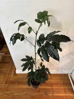 Natal Mahogany Braid Plant