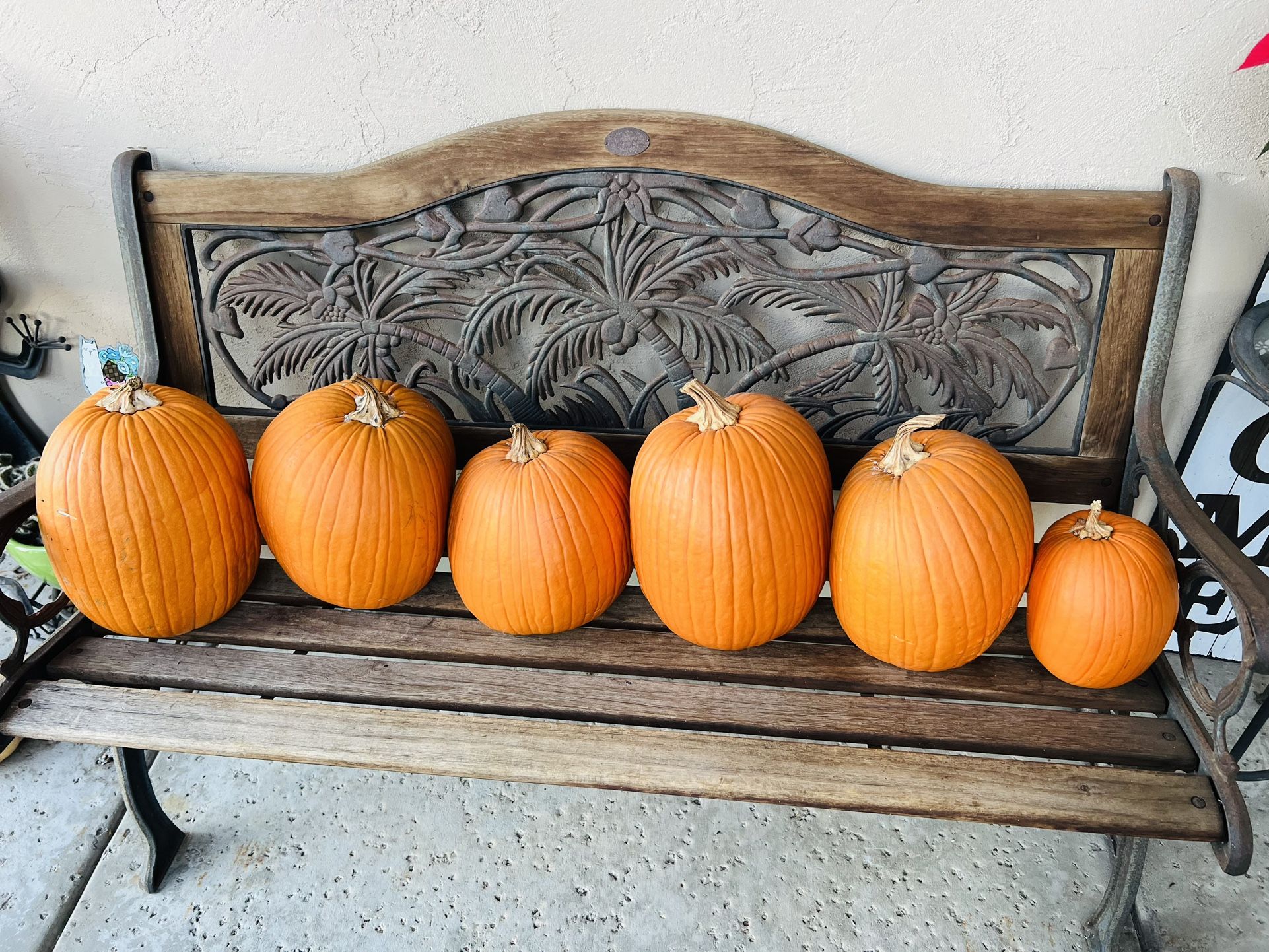 6 Calabazas Orgánicas