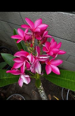 Plumeria