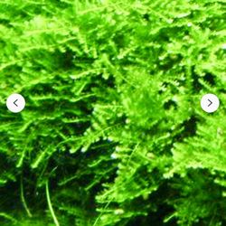 Christmas Moss For Aquarium 