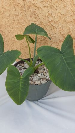 Maceta con planta natural