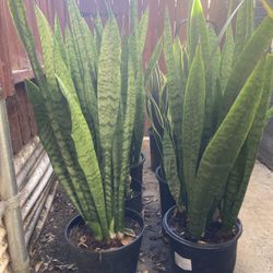 Established Tall Snake Plants