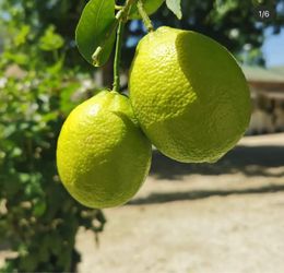 Green Bearss Limes Trees / Arboles De Limón verde sin semilla $45.00 each