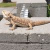 Cedrick