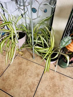 Plant for sale 10 each