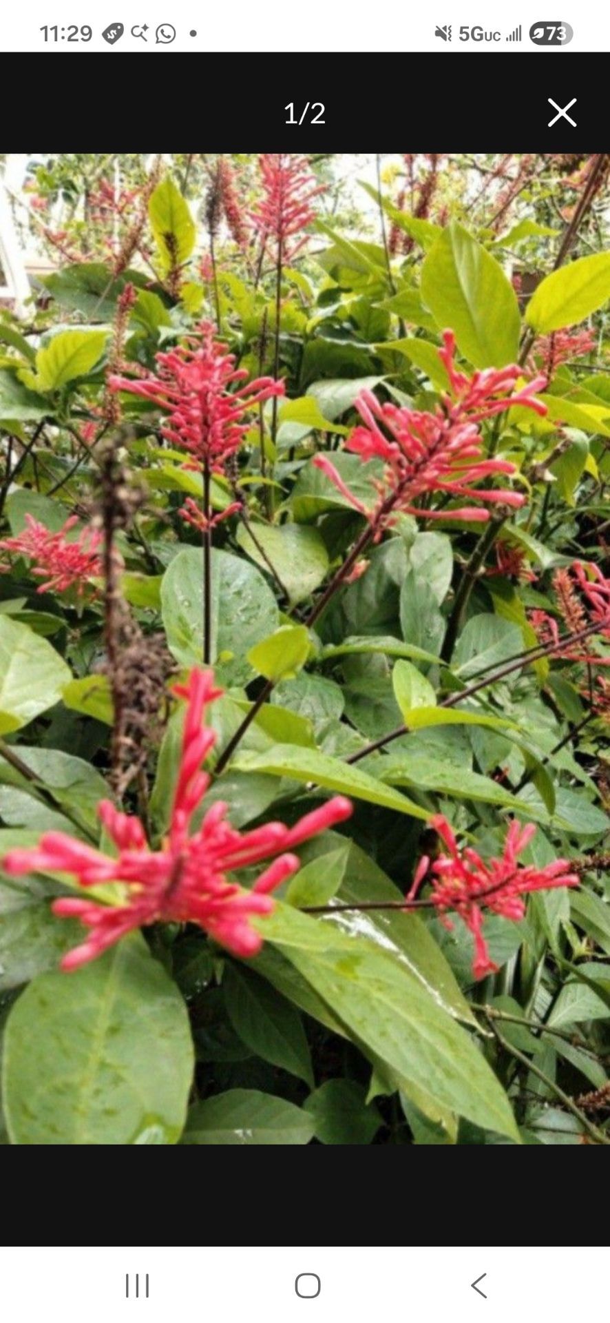 Brazilian Fire Spike Landscape plant for Hummingbirds Butterflies