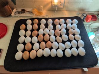 Eggs