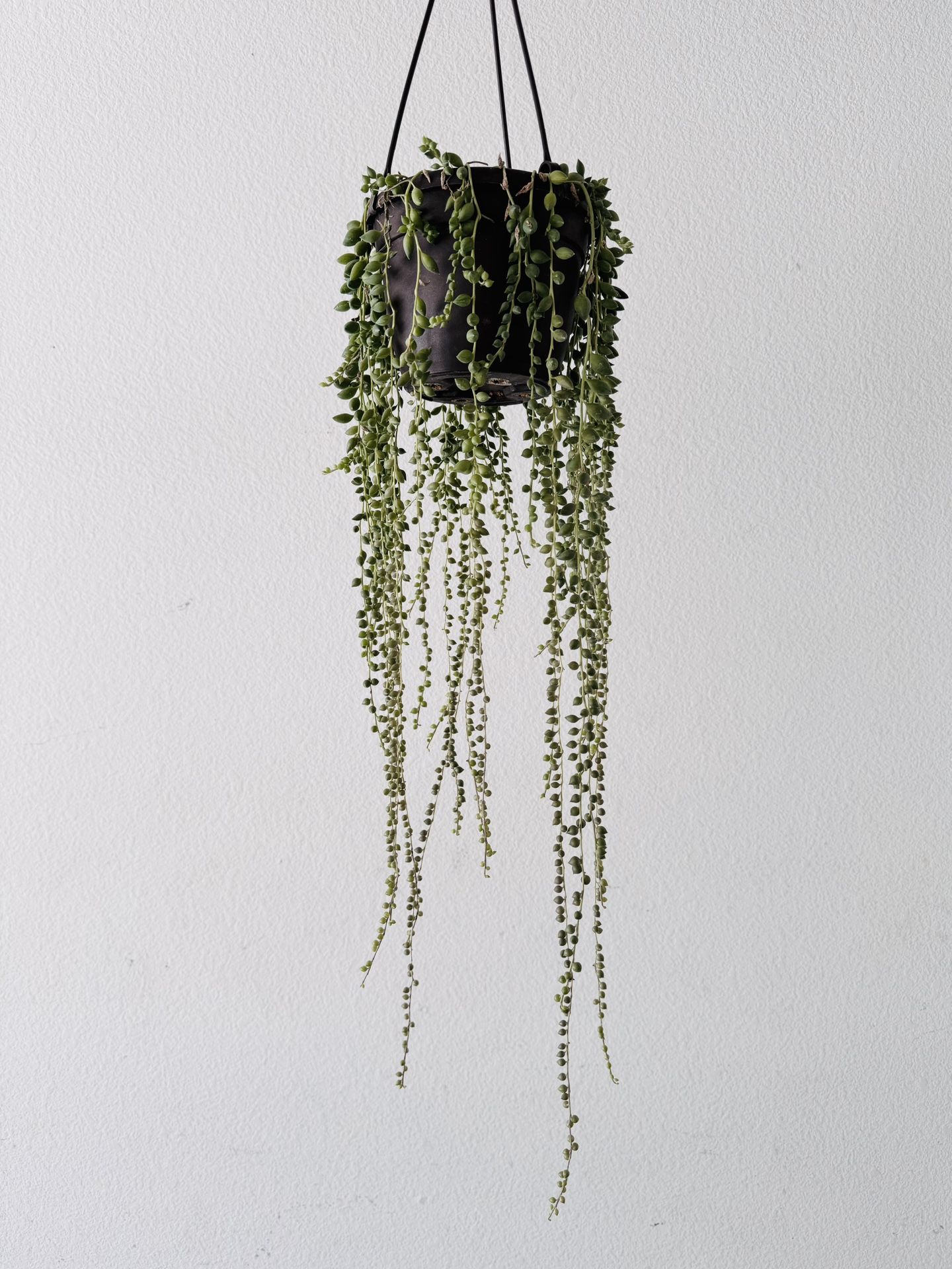 String Of Teardrops Succulent Plant