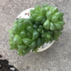 Cactus In Ceramic Pot