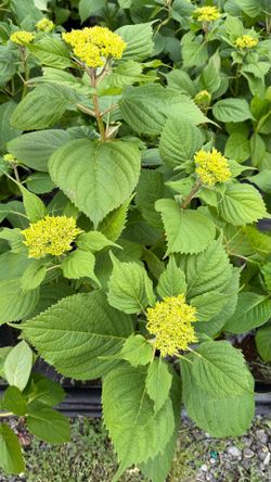 Mophead hydrangeas!
