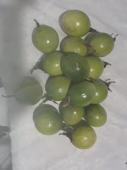 1 Dozen of Passion Fruits For Sale