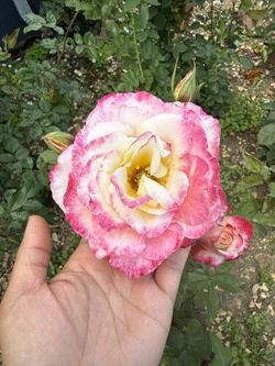 Roses