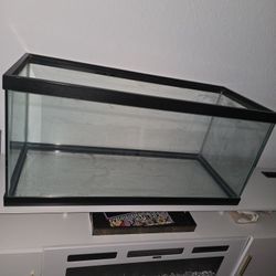 Fish Tank 