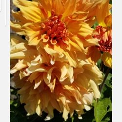 Beautiful Perennials Dinner Plate Sizes Orange/Yellow Flowers.
