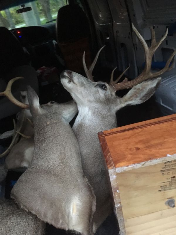 Taxidermy deer heads for Sale in Miami, FL OfferUp