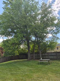 Need 3 trees removed an stumps removed