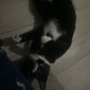 Junior