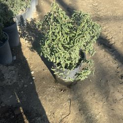 Rock Rose 5gal