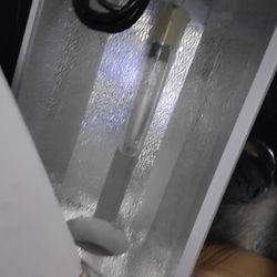 Hydroponics Growing Planting