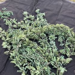 Artificial Vines 4ft -15 Pieces 
