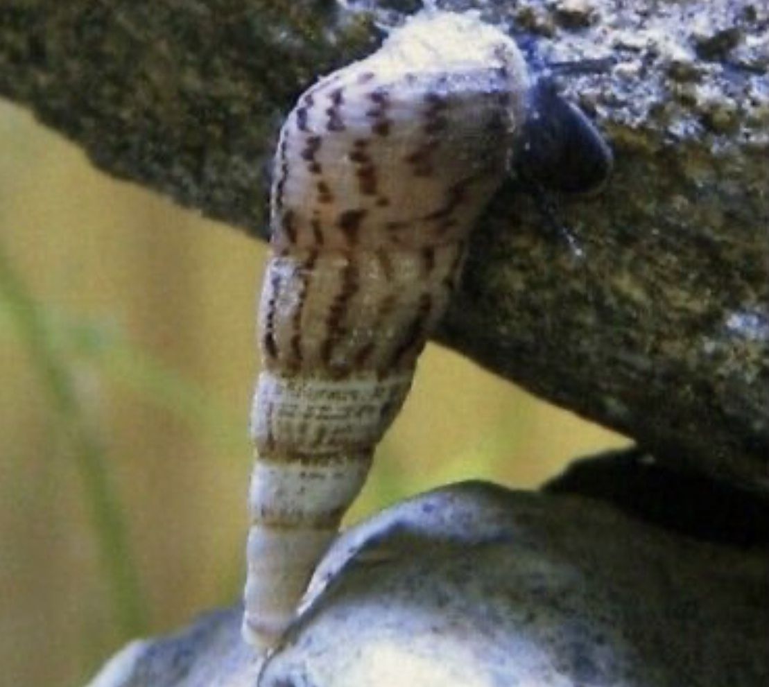 Malaysian trumpet snail