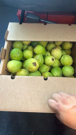 Guavas fruit
