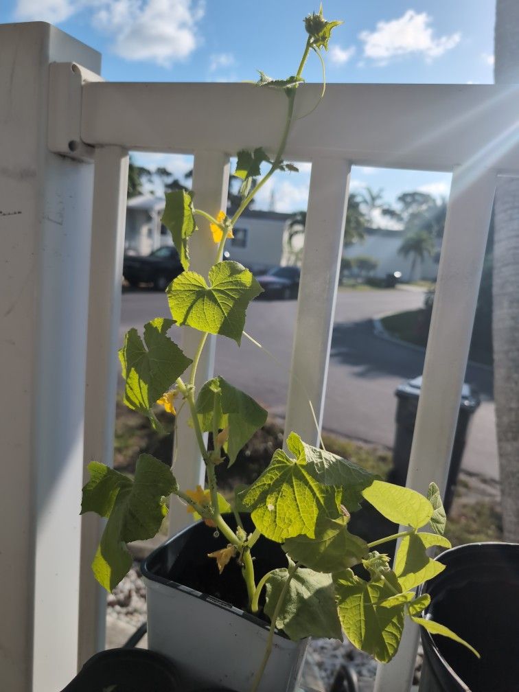 Cucumber Plants