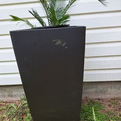 Sago Palm On Pot