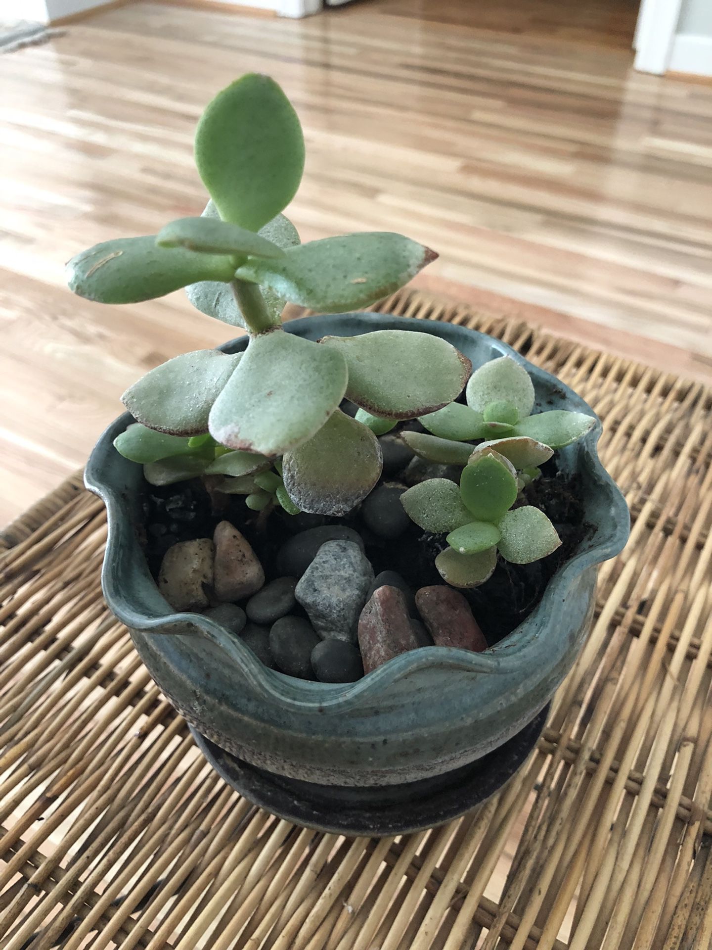 Succulent live plant in a beautiful ceramic pot