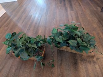 Fake plants in baskets