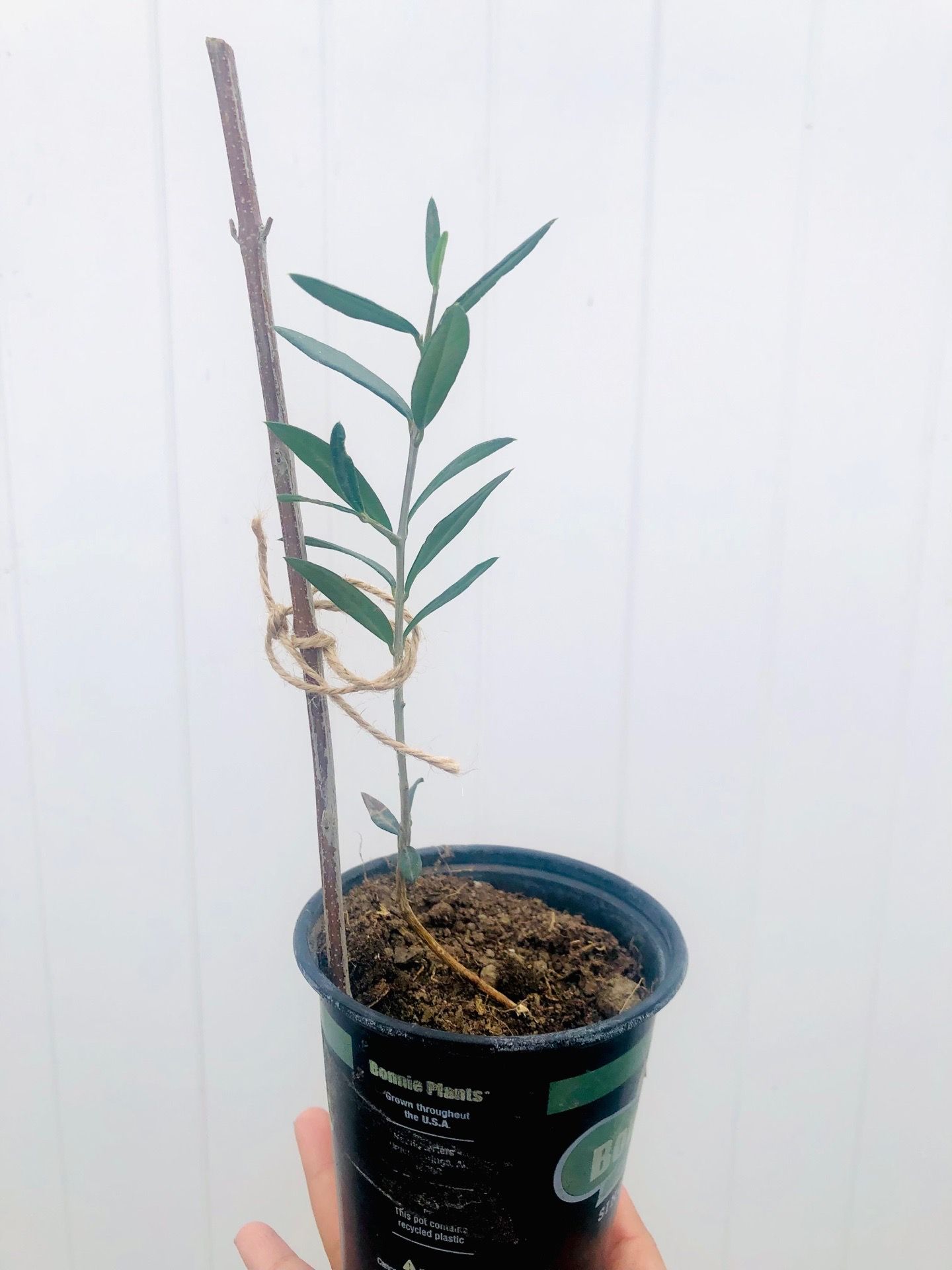 Organic Olive tree saplings