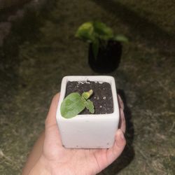 Pumpkin Plant In Succulent Pot